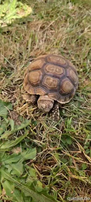 3 sulcata 2022