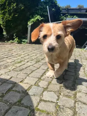 Lala - sucht ein ruhiges Zuhause