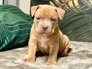 American Bully Welpen