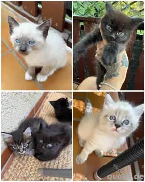 5 seltene japanische bobtail maine coon mix babys angabe bereit 