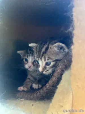 Katzenkinder abzugeben