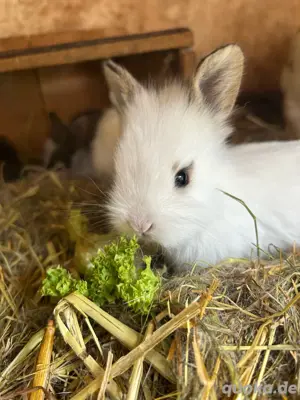 löwenkopfhasen zwergkaninchen handzahm 