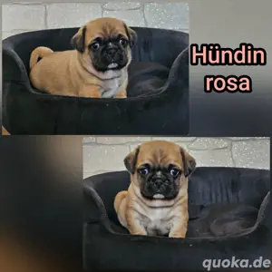 Wunderschöne Retromops Welpen 