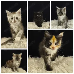Reinrassige Maine Coon Kitten suchen ab 24.06.25 ein zu Hause