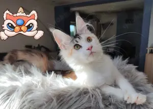 Maine Coon wunderschöne Mädchen 