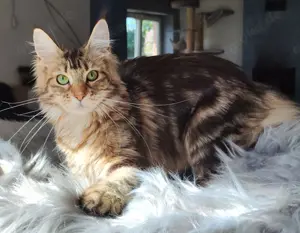 Maine Coon wunderschöne Mädchen 