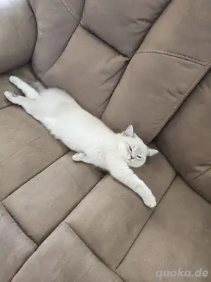 Britischkurzhaar Kitten 