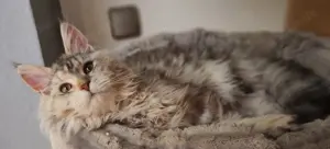 Maine Coon wunderschöne Mädchen 