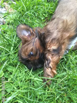 Shih Tzu Welpe Bild 4