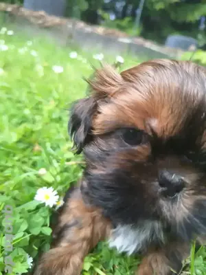 Shih Tzu Welpe