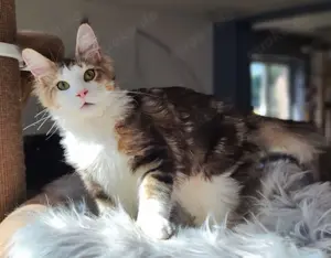 Maine Coon wunderschöne Katerchen 