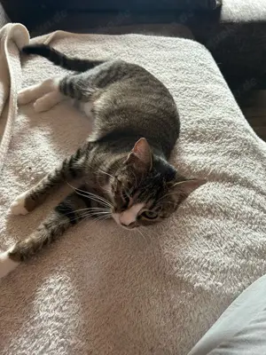 katze zu verschenken Bild 2