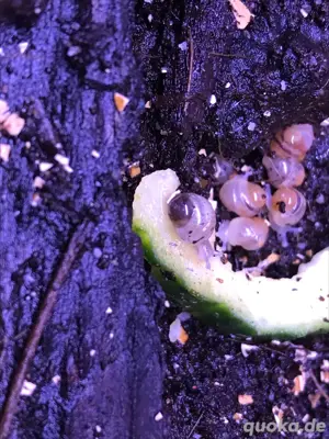 achatschnecken  Bild 2