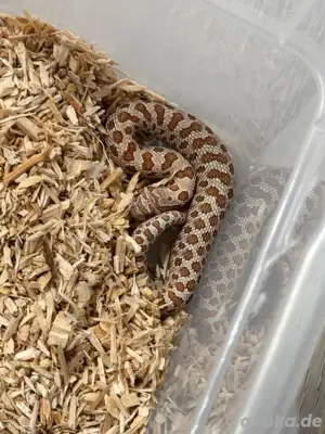 Heterodon Nasicus, Arctic toffee 