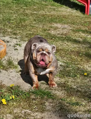 Englische Bulldogge