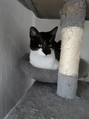 Boris eine katze sucht ein zuhause  Bild 2