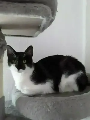 Boris eine katze sucht ein zuhause  Bild 1