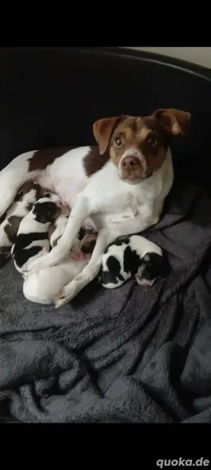 Jack Russell Terrier