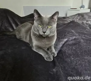 Gesunde Kitten abzugeben , super Charakter 