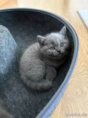 britisch kurzhaar kitten 