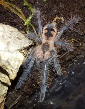 Pamphobeteus sp. machala Jungtiere (FH1).