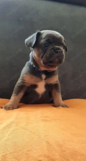 Französische bulldogge welpen 