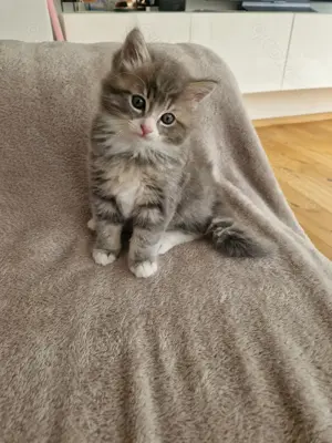 Ragdoll Katzenbabys 