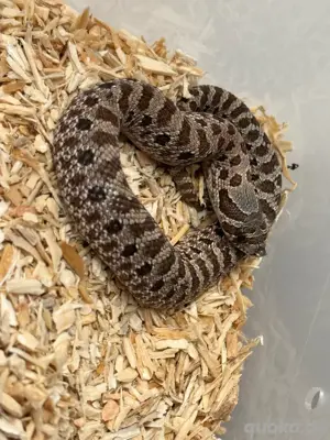 Heterodon Nasicus, Arctic het toffee 