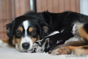 Mini Australian Shepherd Bild 3
