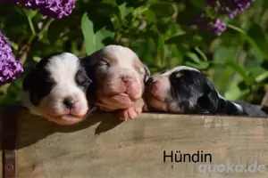 Mini Australian Shepherd Bild 5