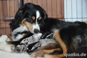 Mini Australian Shepherd Bild 4