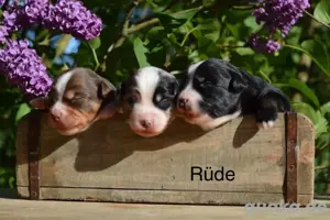 Mini Australian Shepherd Bild 6