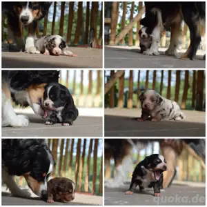 Mini Australian Shepherd Bild 2