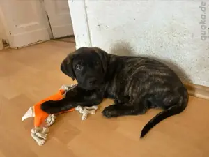 Presa Canario mix Welpen