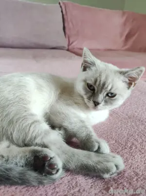 BKH Kater 12 Wochen alt abholbereit 