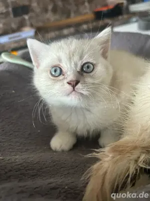 BKH Kätzchen kitten weiblich 
