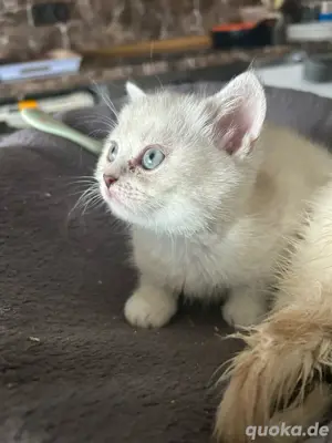 BKH kitten Kätzchen in blue point 