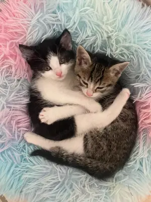 BKH Mix Kitten weiblich  männlich 