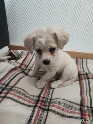 malteser bichon welpin