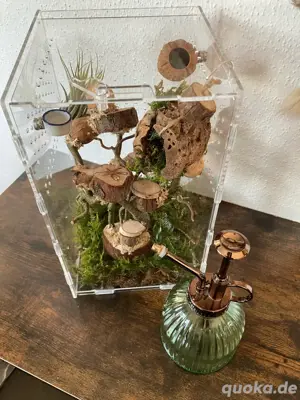 Springspinnen Acryl Terrarium mit Zubehör