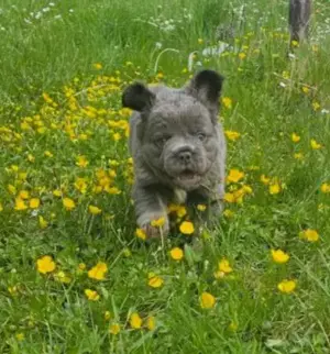 Französische Bulldogge Welpen Flaffy mit Stammbaum 