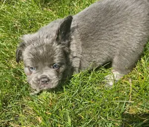 Französische Bulldogge Welpen Flaffy mit Stammbaum 