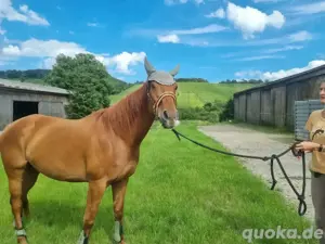 Vollblutwallach 7 Jahre 