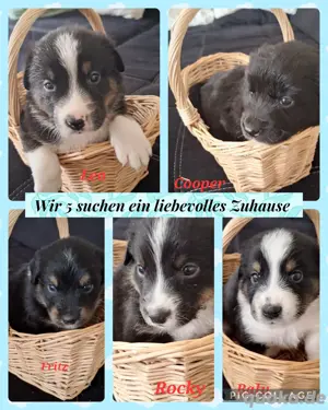 8 von 9 Ausidor (Australien Shepherd Labrador)Welpen aus liebevoller Familienaufzucht  Bild 10