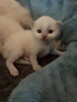 Wunderschöne Heilige Birma Kitten suchen ein Zuhause
