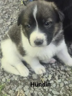 Welpen zu verkaufen  Bild 2
