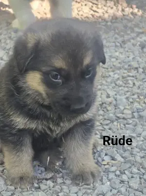 Welpen zu verkaufen  Bild 3