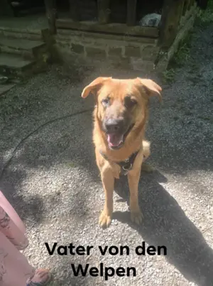 Welpen zu verkaufen  Bild 5