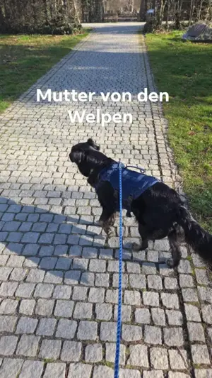 Welpen zu verkaufen  Bild 4