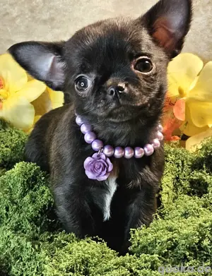 Chihuahua in Black (Brindle) 